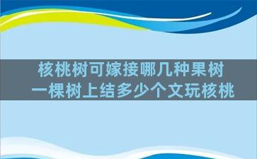 核桃树可嫁接哪几种果树 一棵树上结多少个文玩核桃